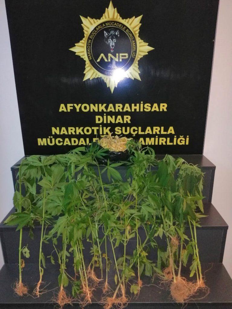 Afyonkarahisar’da Uyuşturucu Operasyonu: 37 Kök Hint Keneviri Ele Geçirildi