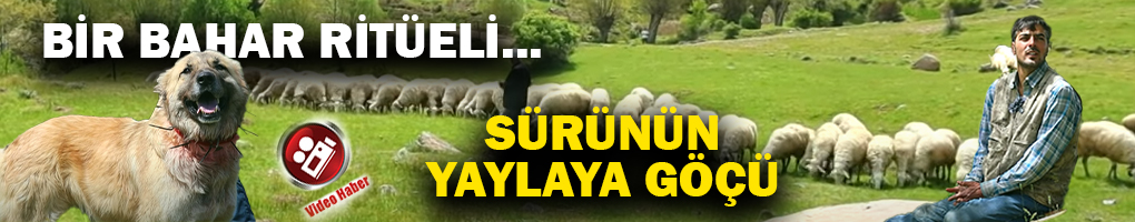 Çoban Ahmet’in Yayla Yolculuğu: Emekle Yoğrulmuş Bir Bahar Ritüeli