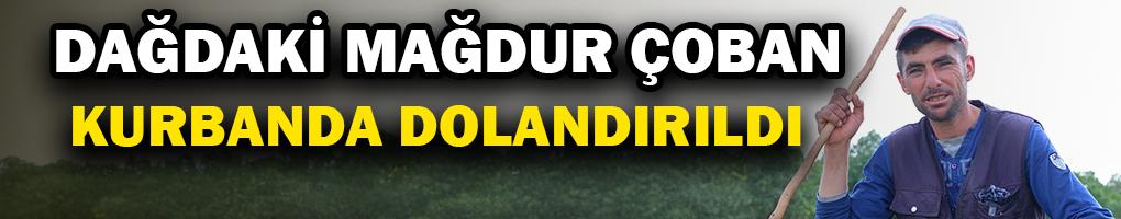 Kurbanlıklarını Dolandırıcılara Kaptırdı, Dağdaki Emek Yılları Bir Anda Silindi