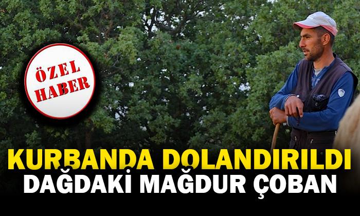 Kurbanlıklarını Dolandırıcılara Kaptırdı, Dağdaki Emek Yılları Bir Anda Silindi