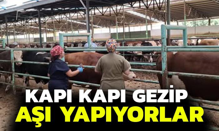 Afyonkarahisar’da kapı kapı gezip aşı yapıyorlar