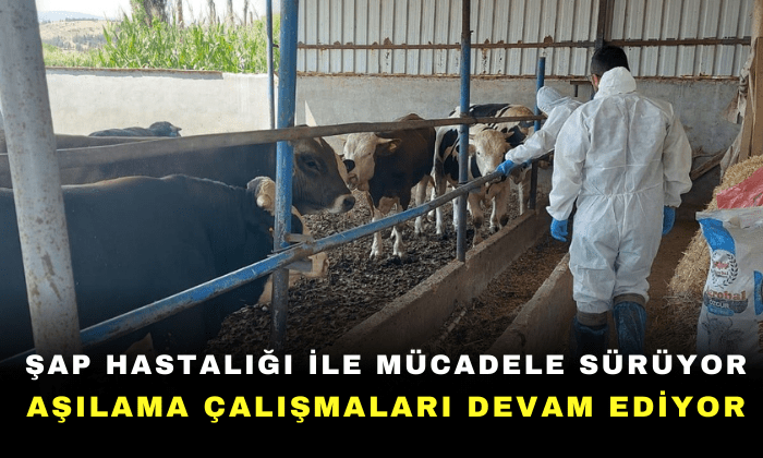 Şap Hastalığı ile mücadele sürüyor